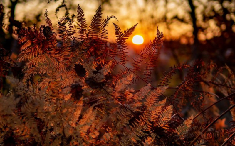 Le bois de Saint-Michel : une promenade secrète