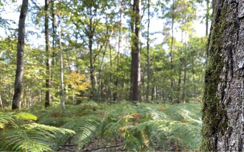 La Forêt domaniale d'Evreux : Un océan de verdure